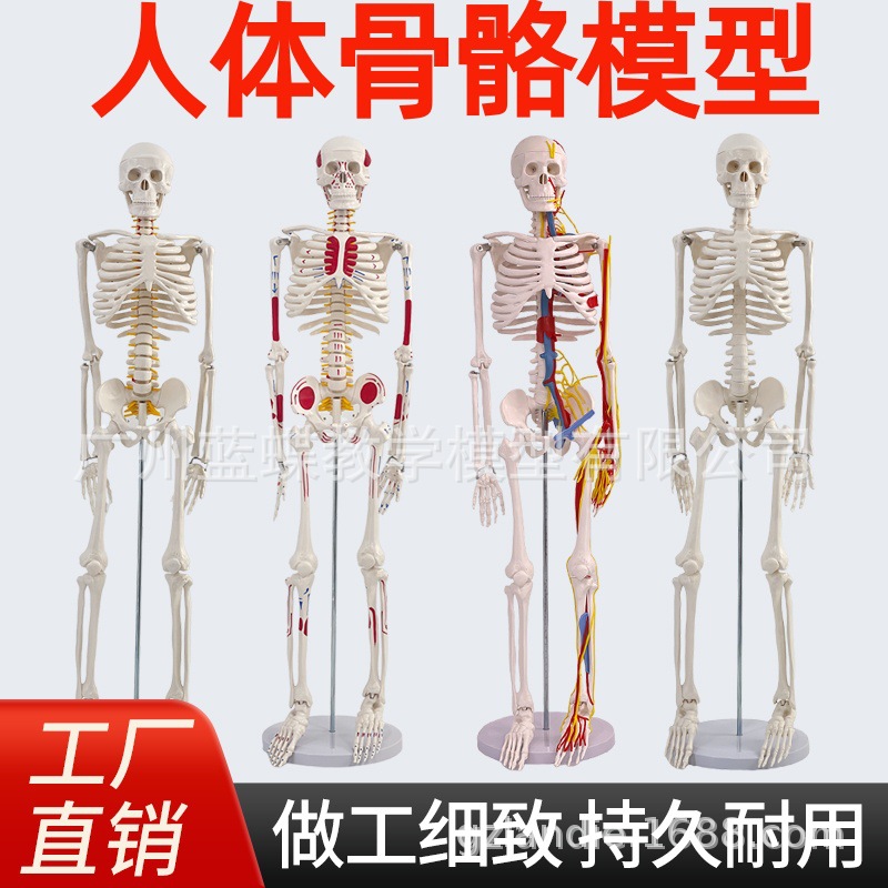 ҽѧ��׼�������ģ�� �Ǽܽ�ѧģ�� 85cm�Ǽ� �ؽ�ģ�� ����ģ��