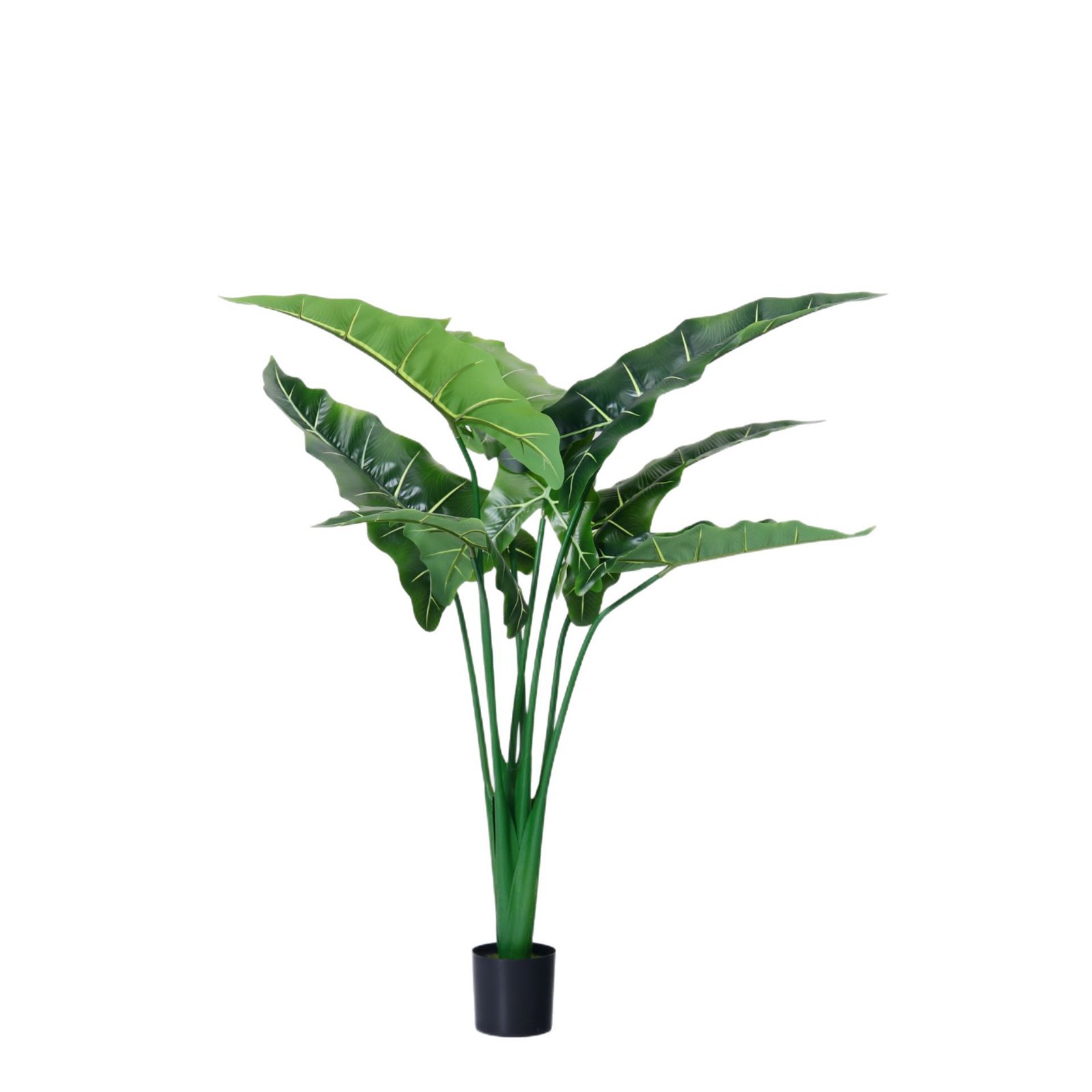 Simulación de estilo nórdico Alocasia, plantas verdes, plantas en macetas, ventanas de interior, decoración de piso a techo, paisajismo, plantas biónicas de Alocasia salis