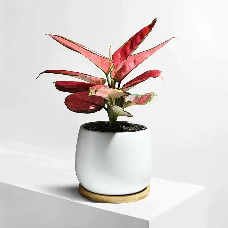 Árbol de la fortuna Planta de interior en maceta Sala de estar Planta verde resistente a la sombra Oficina Flores de escritorio Evergreen Evergreen Evergreen Evergreen Evergreen