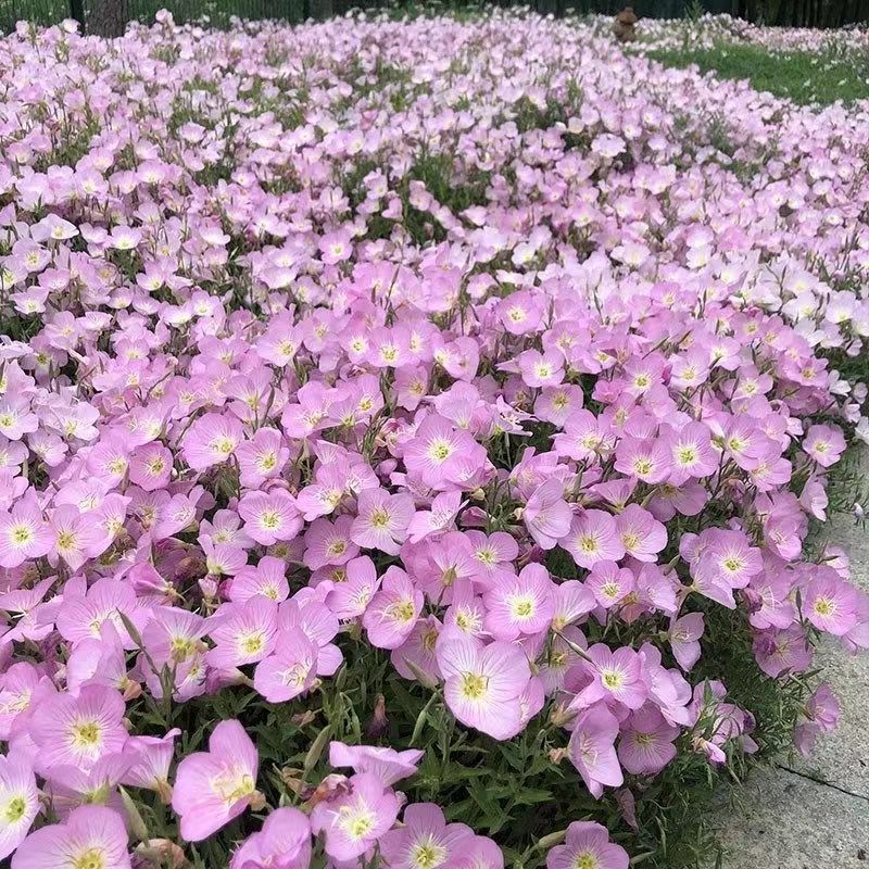 Venta al por mayor de semillas de flores y plantas eustoma malvarrosa peonía cobre dinero hierba margarita rosa sol peonía flor combinación de flores