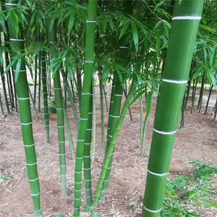 ë�������Т���S���������ļ��׷N�@�ַNֲͥԺ�G�������ϱ���