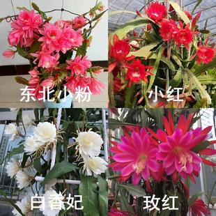 ����ɻ��������������҃��⻨��ֲ������̨�^�p�ذ��ۼ޽�֦�l
