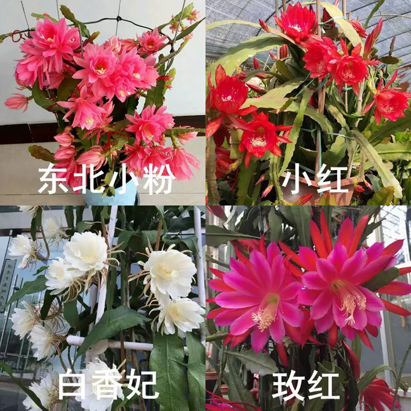 Гибискус с корнями, рассада цветов в горшках, комнатные и уличные цветочные растения, суккулентные декоративные двойные лепестки для балкона, привитые ветки на продажу.