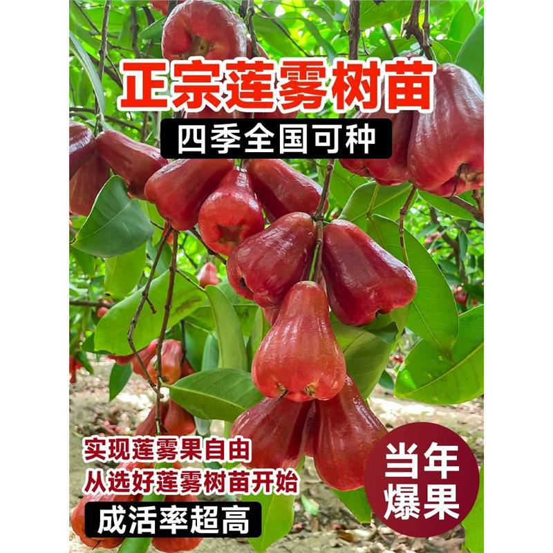 莲雾树苗黑糖芭比大叶红台湾嫁接四季新品种南方果树庭院地栽带土