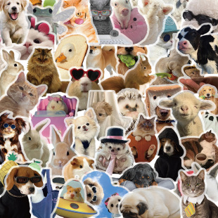 50 PET transparent pet stickers stickers DIY decorative mobile phone case hand account material luggage computer stickers