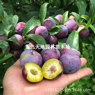 �������Ә���޽��Ĵ���t����Ó�Ǵ����箔��Y���ϱ����Nֲ����
