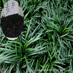 Ophiopogon Japonicus Seeds, Jade Dragon Grass, Thin-Leafed Broad-Leafed Japanese Dwarf Ophiopogon Japonicus, Courtyard Greening, Four-Season Green Phnom Penh Ophiopogon Japonicus Seeds