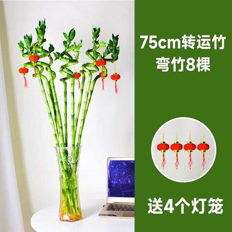 75cm 이동 대나무 곡선 대나무 8개 + 랜턴 4개