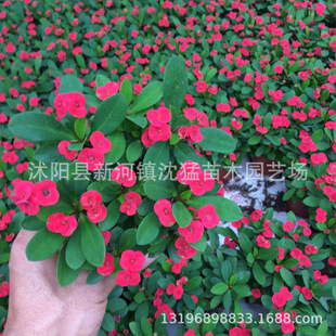 �F���Ļ���÷���Ļ����Ի����^��ֲ��ͥԺ�����B�ļ��_���Ļ��Gֲ