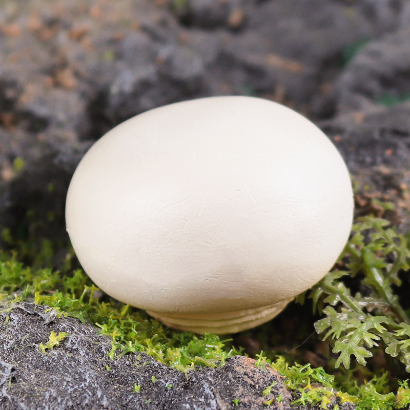 Simulation Teaching Aids, Double Abalone Mushroom Food Model, Fake Vegetable Decorations, Small Park Lawn Scene Toys for Photography