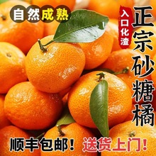 顺丰包邮正宗广西砂糖橘现摘水果新鲜当季沙糖橘子纯甜沙糖桔无籽