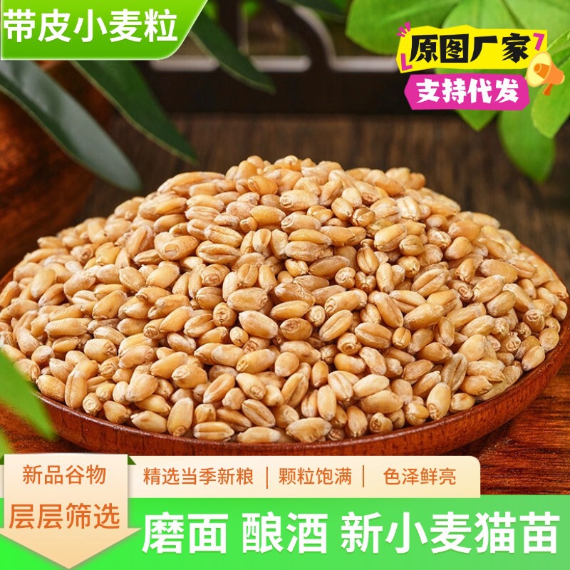 Cat Grass Wheat, Dried Wheat, Wheat Kernels with Skin, Edible Ground Wheat, New Arrival, Fishing and Feeding Pigeons