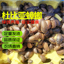 厂家直销杜比亚蟑螂活体幼体亚成各种规格 蜥蜴龙鱼变色龙饲料 包