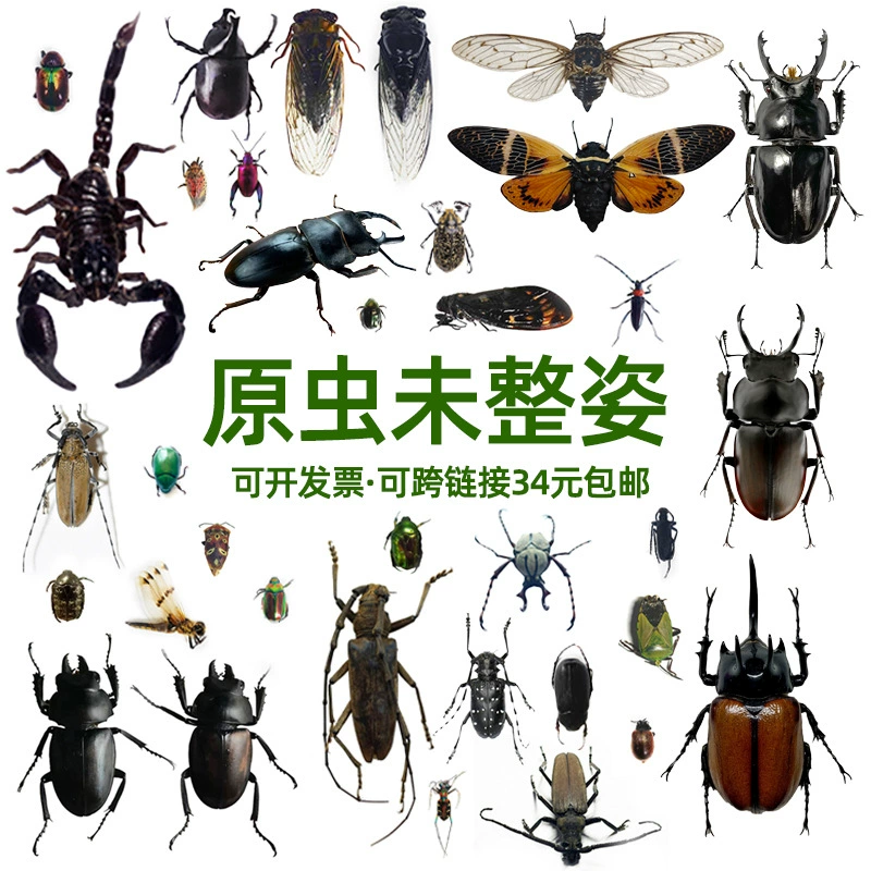 Ван Кай Чжэнь, жук-бабочка, большой карманный жук, скарабей, скарабей, жук-цикада, жук с длинным рогом, необъединенный образец.