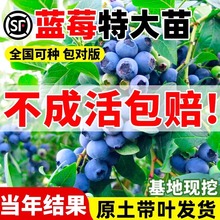 {ݮGʯpYϱɷN玧~ˮȫ