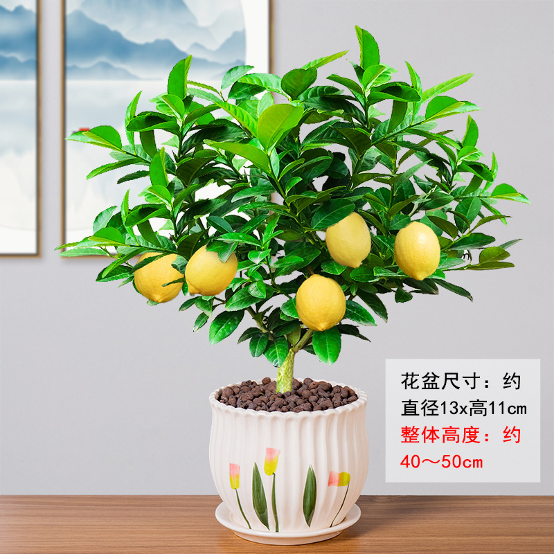 Perfume, árbol joven en maceta de limón con flores, flores comestibles con sabor a Luzhou, balcón, patio, pilas antiguas, resultados de la plantación