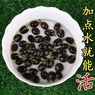 �ļ��ɻ��N��ˮ�Bˮ��ɏ��ˮ��ֲ���҃��̨��ɏ˯ɏ���]