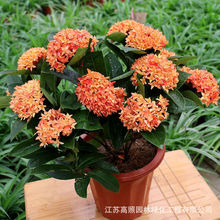 厂家货源水绣球苗多年生庭院新鲜绿植花卉龙船花 盆栽