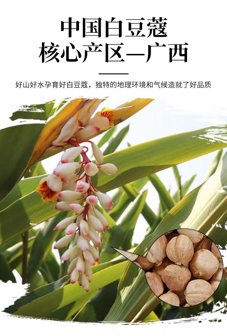 Bai Dou Kou (Amomum kravanh) — Dried White Cardamom Spice for Braising & Herbal Cooking overview