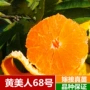 象山美人嫁接树苗柑橘苗