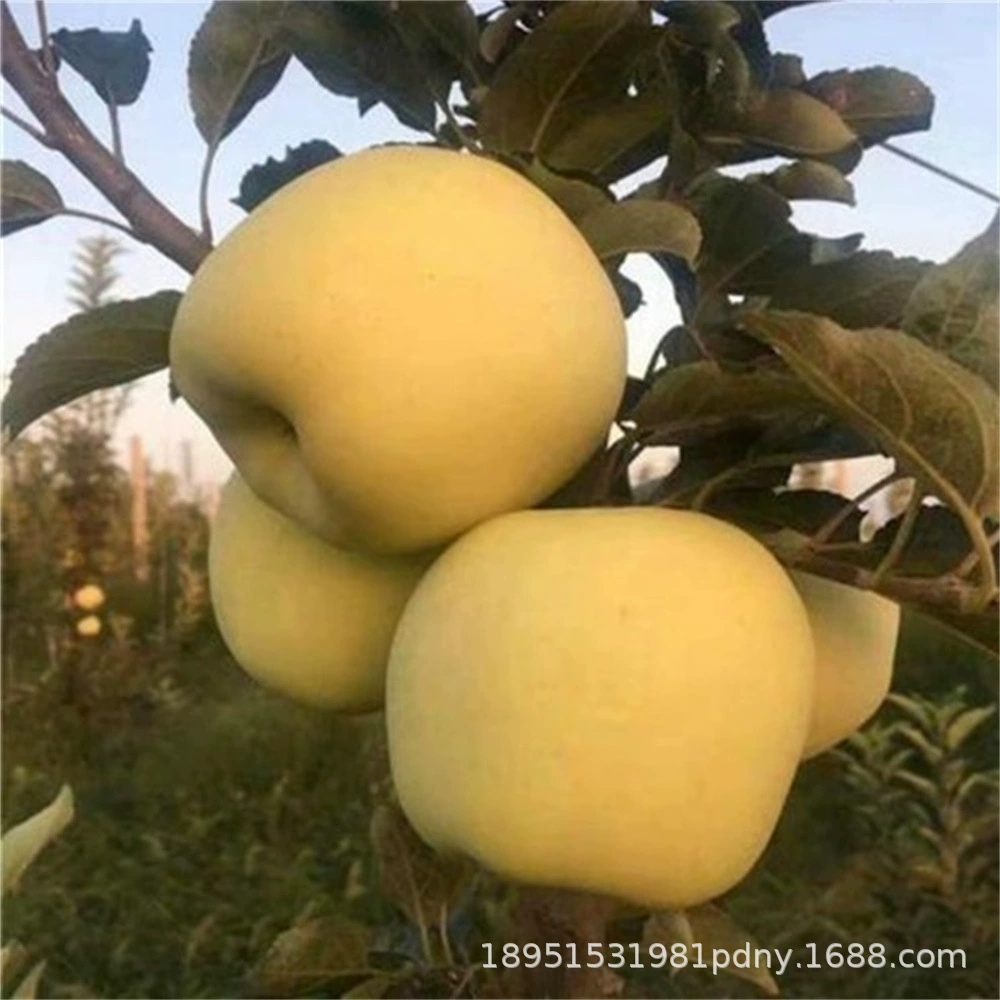 Итоги года посадки во дворе Севера и Юга большого бассейна саженцев яблони, высаженного на прививочную поверхность саженцев яблони