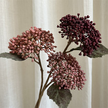 ��֦�ɽ���� ���滨������t���t��ɳ���m�������ѼҾ��b���