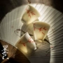 仿古陶瓷手绘功夫品茗杯
