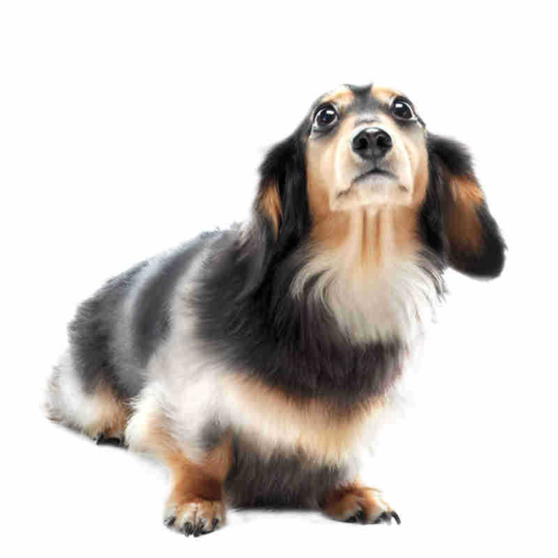 Perros para mascotas Coche de comida con fugas Juguetes interactivos para perros y gatos Nuevo vaso Coche de equilibrio de comida con fugas lentas Juguetes generales para perros y gatos