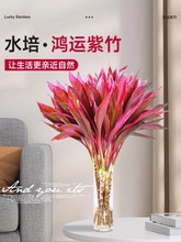 富贵竹水培植物鸿运紫竹粗杆带根水养客厅竹子室内绿植发财竹