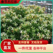 һ�����l���y������Ԯ�������ٱ�ֲ����y�������ļ������~�����