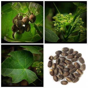 ɢ�b�鯂��N����ľ�N�����L��N��ͩ�͘�N����Դ����͘���ľ�N