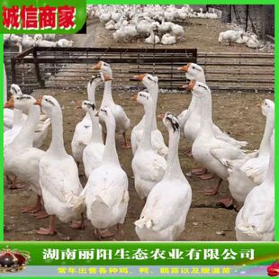 ���������l���Z����wС�����·��B���Z���л��Z���M�ṩ�Bֳ���g