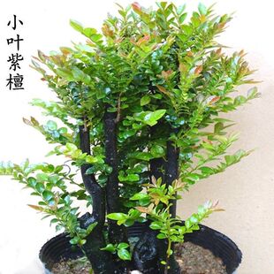Small-Leaf Red Sandalwood Saplings, Red Sandalwood Bonsai, Evergreen Plants for All Seasons, Foliage and Flower Pots, Bonsai That Is Easy to Grow in All Seasons