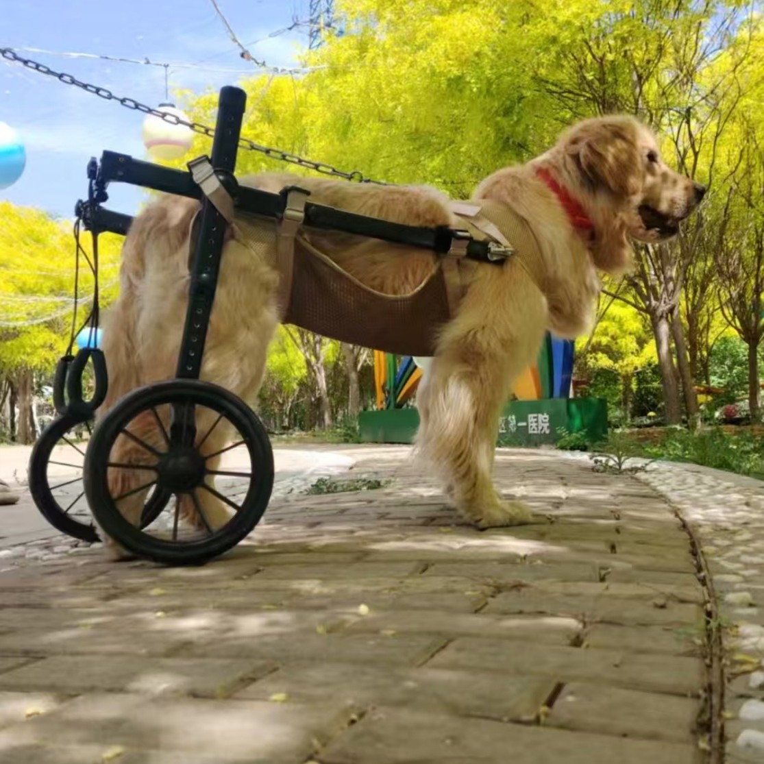 Silla de ruedas para perros, silla de ruedas para mascotas, piernas traseras, entrenamiento para perros discapacitados, perros mayores, perros de tamaño mediano, perros auxiliares para mascotas