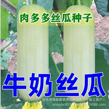 牛奶白丝瓜种子奶油丝瓜种籽高产白皮白肉春秋季农家易种蔬菜子籽