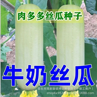 ţ�̰׽z�ϷN�����ͽz�ϷN�Ѹ߮a��Ƥ���ⴺ�＾�r���׷N�߲˷N��