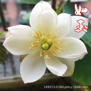 �_����ɏ�N���ļ����Nˮ�����Ժɻ�˯ɏ���N�ѾGֲˮ�����ܾGֲ