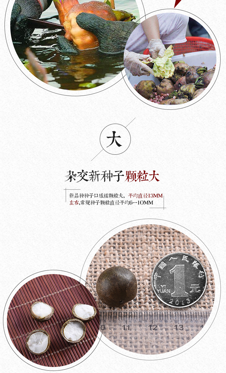 Qian Shi Gorgon Fruit Seeds Euryale Ferox Hybrid Variety Thin Shell Large Seed High Yield key features