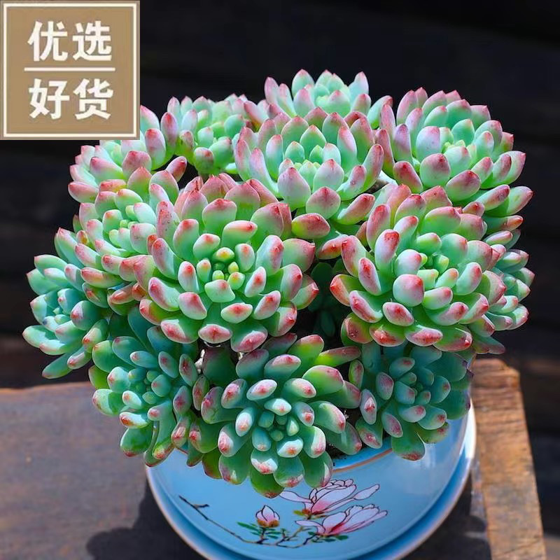 인기 블루애플 오래된 더미는 10개부터 시작됩니다. (화분이 있는 플라스틱 화분은 배송이 용이합니다.)