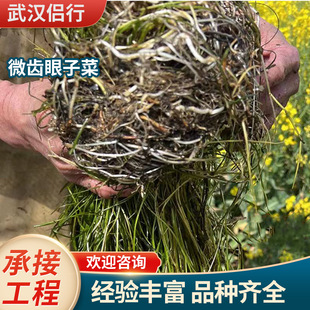 Aquatic Micro-Toothed Plants, Submersed Plants, River Management, Water Body Greening Base, Undertake Repair Projects