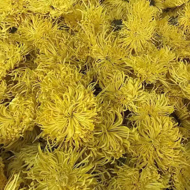 Golden Silk Chrysanthemum Tea Jin Si Huang Ju Large Blooms Loose Herbal Flowers 1000g preparation