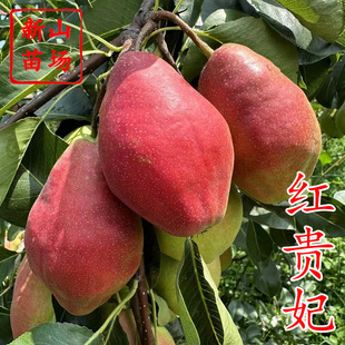 �t�F������ ��Ʒ�N��ɫ�t������t�����ּt�����Ʒ�N����B