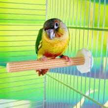 �W�^�B�ľĥɰվ�U���Pĵ����Ƥĥ��צ��ɰ��վ���B�\���
