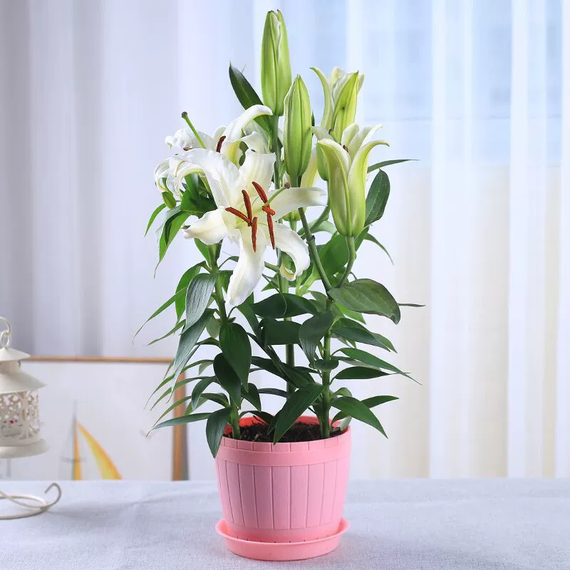 Оптовые парфюмерные Луковицы лилий, всесезонные цветущие саженцы лилий с бутонами, доставка, четыре сезона, декоративные цветы в горшках