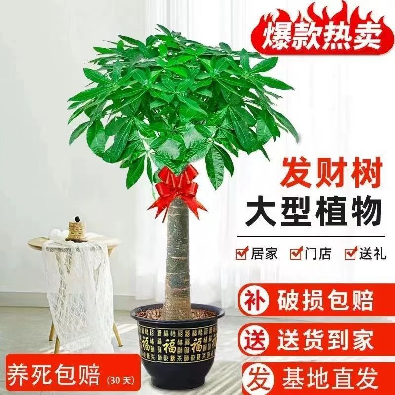 Money Tree Green Plant Large Potted Plant Living Room Office Opening Gift Indoor Money Tree Easy to Maintain All Year Round Evergreen Factory
