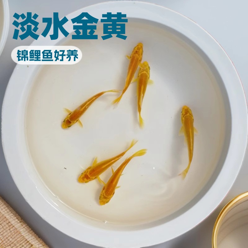 黄金锦鲤观赏鱼冷水淡水好养耐活招财鱼长尾龙凤罐罐黄锦鲤鱼苗