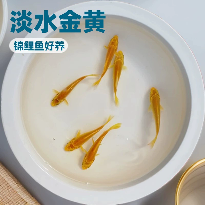 Золотая декоративная рыба кои, холодная вода, пресная вода, легко разводить, аквариум с длиннохвостым драконом и фениксом, желтая икра кои