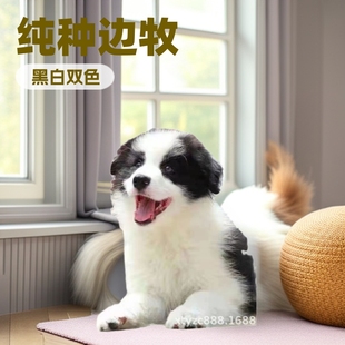 ���N߅��Ȯ�ڰ�ɫ�Eʯɫ߅����Ȯ���w���ﹷ�t��ɫ߅������Ȯ����