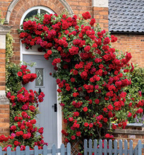 һlSľ㻨ֲļtľNޱͥԺԮľ