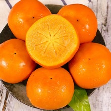 水果新鮮現摘脆柿子巧克力硬柿子3/5/10斤整箱批發時令甜柿子軟柿